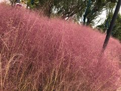 -祥源·阜阳生态乐园