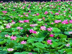 -洪湖生态旅游区