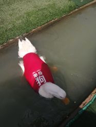 -上美四季动物农场