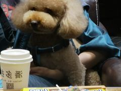 -八公叔叔宠物美容连锁(春申店)