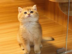-猫十亿·布偶金渐层·曼基康矮脚猫舍(青年路店)