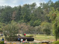 -神光山国家森林公园