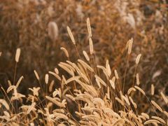 -野鸭湖国家湿地公园