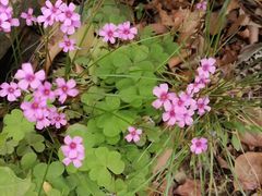 -昆山城市生态森林公园