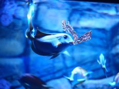 -成都浩海立方海洋公园