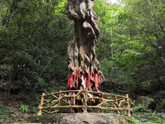 -燕子河大峡谷天坑仙境
