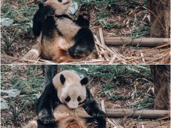 -广州长隆野生动物世界