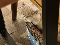 -Double cafe