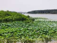 -丁香湖公园