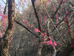 -无锡梅园公园