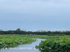 -荷塘月色湿地公园·向阳花洲