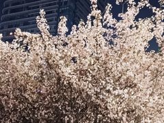 -上海龙之梦万丽酒店