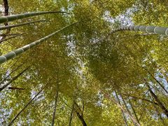 -铁山坪森林公园