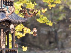 景点-遵化市禅林寺古银杏风景园