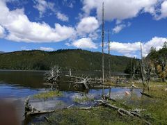 -蘑统田下·野生菌火锅