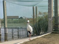 -盐城丹顶鹤湿地生态旅游区