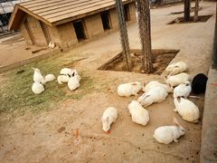 -石家庄市动物园