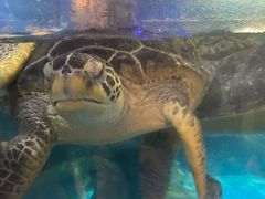 -烟台海昌鲸鲨海洋公园