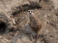 -成都动物园
