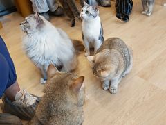 -有喵·猫咖·狗咖·30几只猫10只小狗(岗厦店)