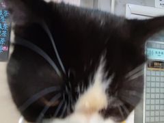 -Heymao猫咖.咖啡厅(东门店)