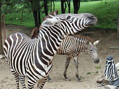-北京野生动物园