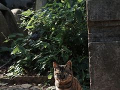 -雨花胜境