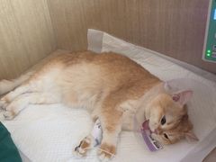 -北京观赏动物医院·24小时大型综合·猫专科·异宠专科