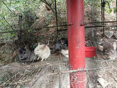 -汕尾铜鼎山旅游区