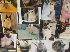 -欣宠猫屋·矮脚拿破仑·蓝金金渐层