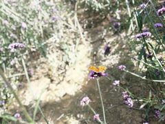 -羊亭河湿地公园