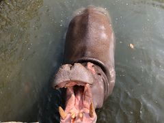 -海南热带野生动植物园
