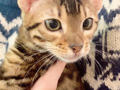 -猫大福·Fortune Cat猫舍(百子湾店)