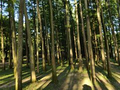 -上海共青森林公园