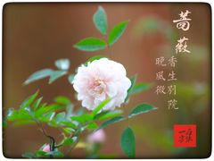 -鹅湖玫瑰文化园