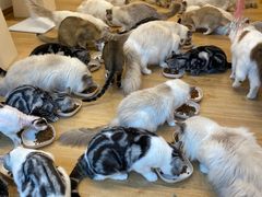 -有喵·猫咖·狗咖·30几只猫10只小狗(岗厦店)