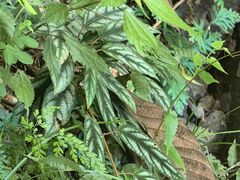 -刘伯温故里景区百丈漈