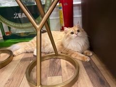 -袖虎·猫馆(体育西路店)