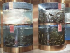 -蜀滋香鲜鱼美蛙火锅(339店)