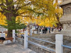 -北京石刻艺术博物馆(五塔寺)