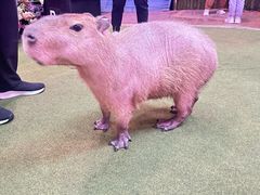 -正佳雨林生态植物园