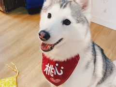 -Husky Go! 哈士奇体验馆·宠物咖啡厅狗咖