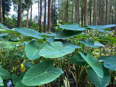-深圳仙湖植物园