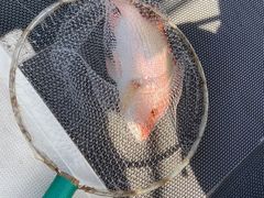 -小猫钓鱼海钓俱乐部(椰梦长廊店)