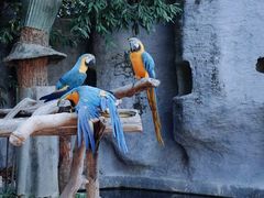 -清迈夜间动物园