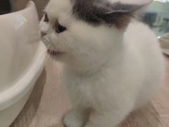 -BABIT巴比特宠物(MOMOPARK店)