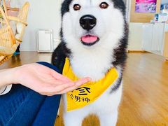 海参-Husky Go! 哈士奇体验馆·宠物咖啡厅狗咖