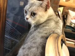 -more than meow吴止猫主题餐厅(承德 中船汇店)