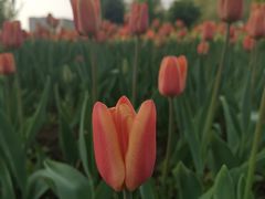 -长春公园(普阳街道)