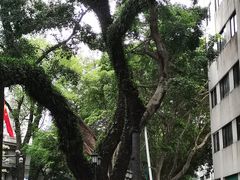 -广州白天鹅宾馆